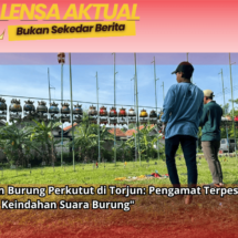 Latihan Burung Perkutut di Torjun: Pengamat Terpesona dengan Keindahan Suara Burung