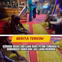 Kemarau Basah Jadi Ujian Berat Petani Tembakau di Bondowoso, Harga dan Luas Lahan Menurun