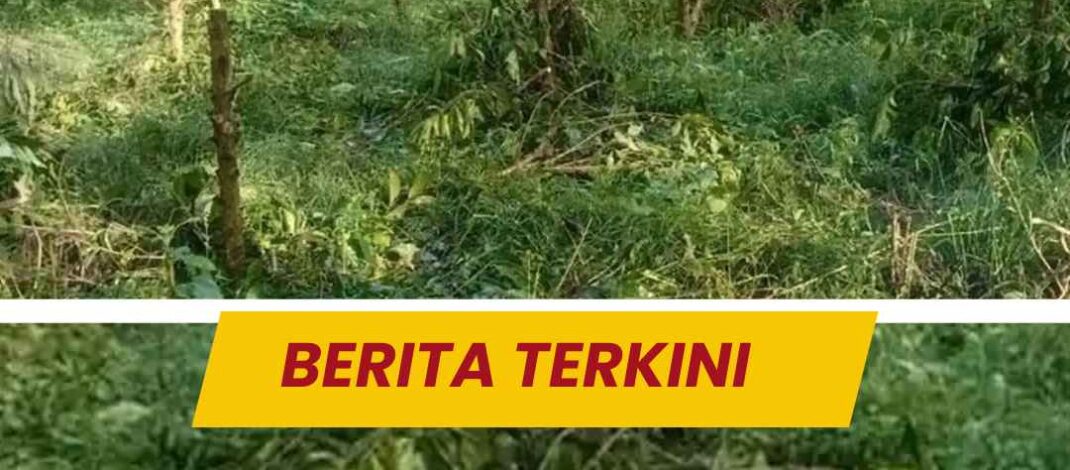 Ribuan Tanaman Kopi PTPN Bondowoso Kembali Dirusak Orang, Sudah Kasus ke 7 Tapi Belum Terungkap