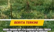 Ribuan Tanaman Kopi PTPN Bondowoso Kembali Dirusak Orang, Sudah Kasus ke 7 Tapi Belum Terungkap