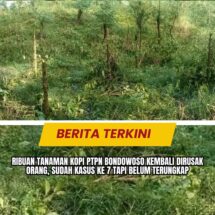 Ribuan Tanaman Kopi PTPN Bondowoso Kembali Dirusak Orang, Sudah Kasus ke 7 Tapi Belum Terungkap