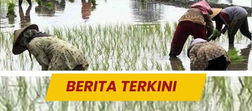 Sejumlah Petani di Jombang Kaget Kehilangan Akses Pupuk Subsidi, Data RDKK Dipersoalkan