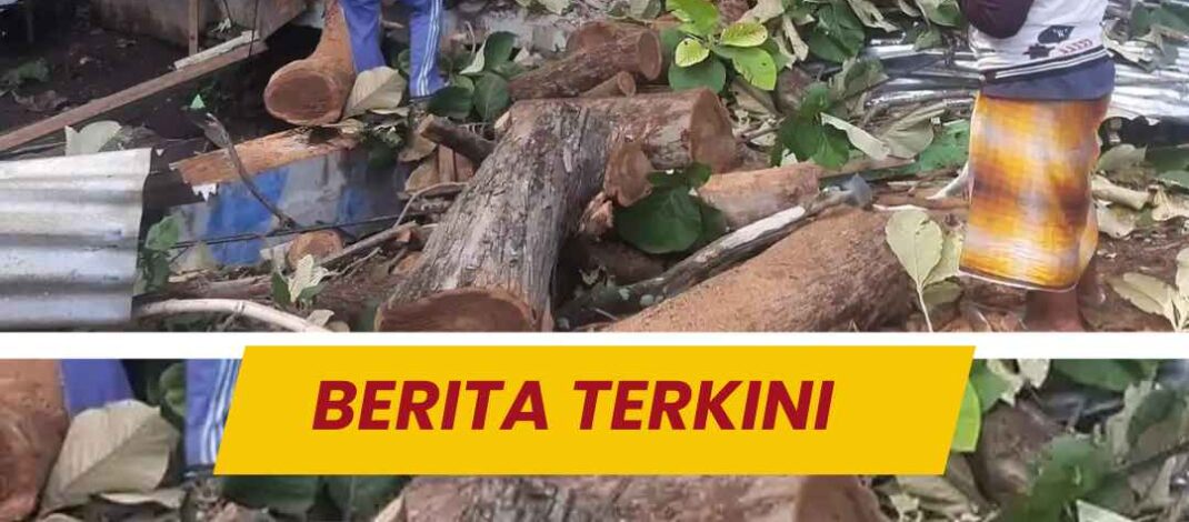 Hujan Deras dan Angin Kencang, Pohon Jati Tumbang Timpa Warung Lesehan di Situbondo