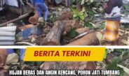 Hujan Deras dan Angin Kencang, Pohon Jati Tumbang Timpa Warung Lesehan di Situbondo