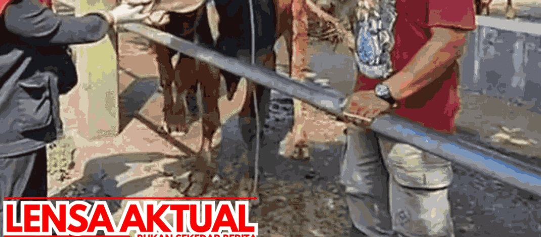 Permintaan Tinggi Jelang Idul Adha, Harga Sapi di Kediri Terus Naik