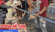 Permintaan Tinggi Jelang Idul Adha, Harga Sapi di Kediri Terus Naik