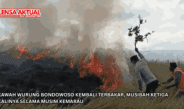 Kawah Wurung Bondowoso Kembali Terbakar, Musibah Ketiga Kalinya Selama Musim Kemarau