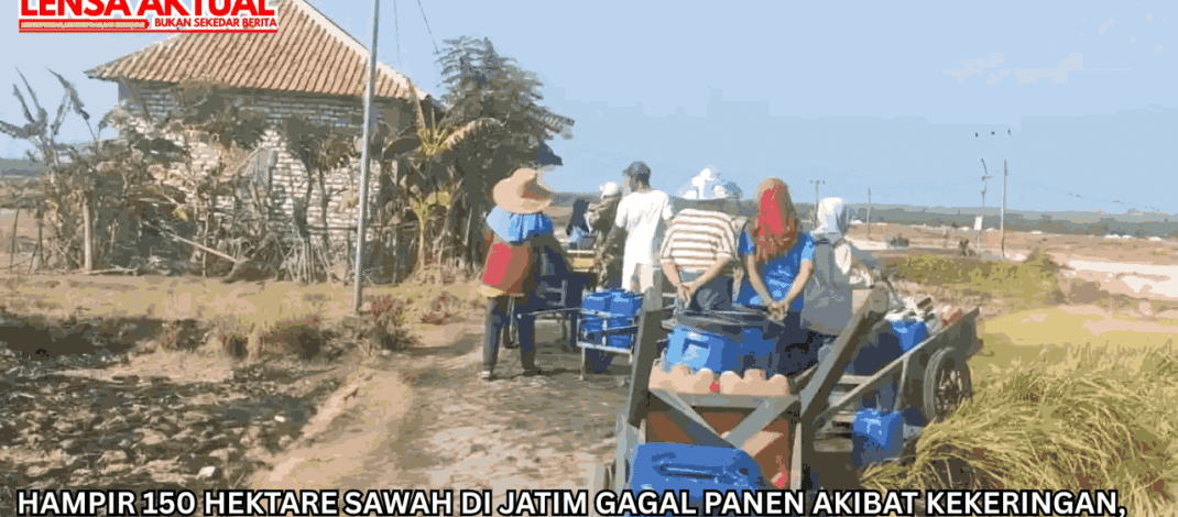 Hampir 150 Hektare Sawah di Jatim Gagal Panen Akibat Kekeringan, Pemprov Siapkan Bantuan Benih
